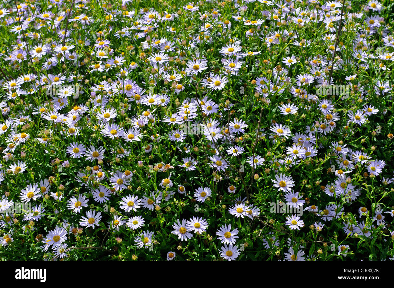 Kalimeris incisa CHARLOTTE flowers Stock Photo