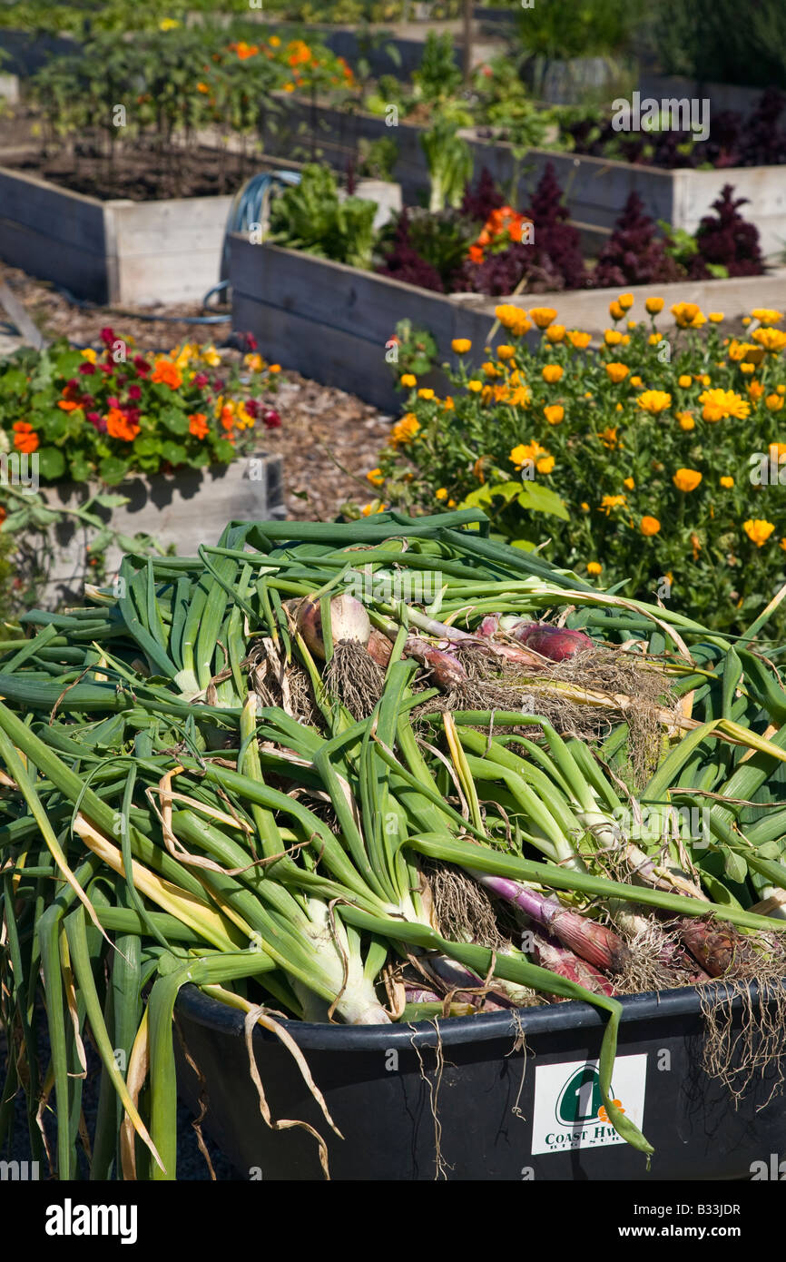 ORGANIC ONIONS are harvested in a wheelbarrow at the HILTON BIALEK