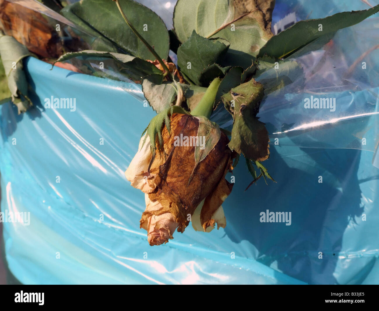 detail of one dead rose in bin plastic bag sack plant in garden Stock ...