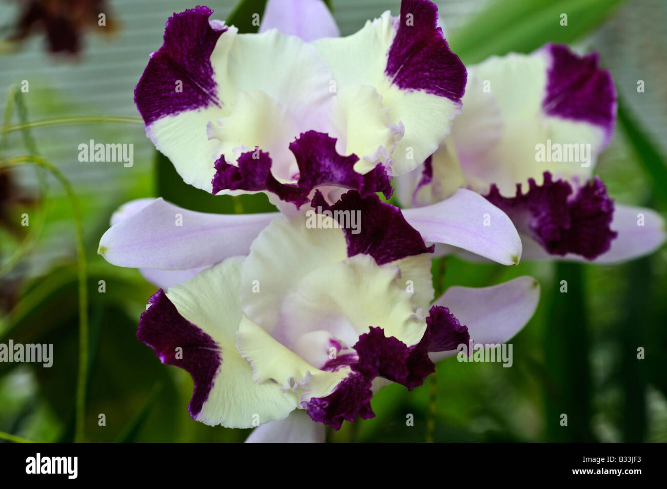 Orchid x Laeliocattleya Hawaiian Fantasy gx DORA Stock Photo