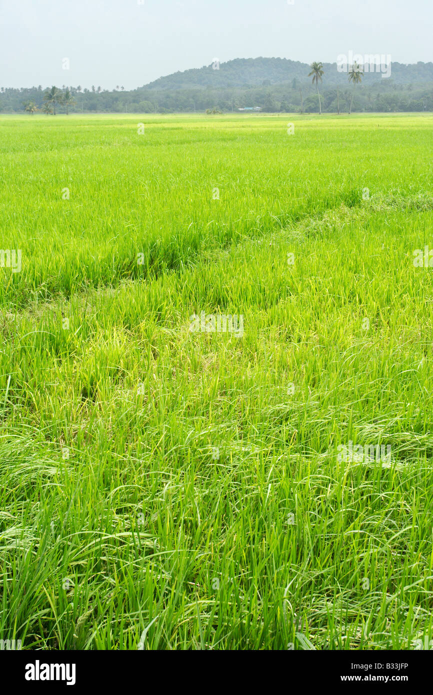Rice field in the state of Kelantan, Malaysia, Stock Photo