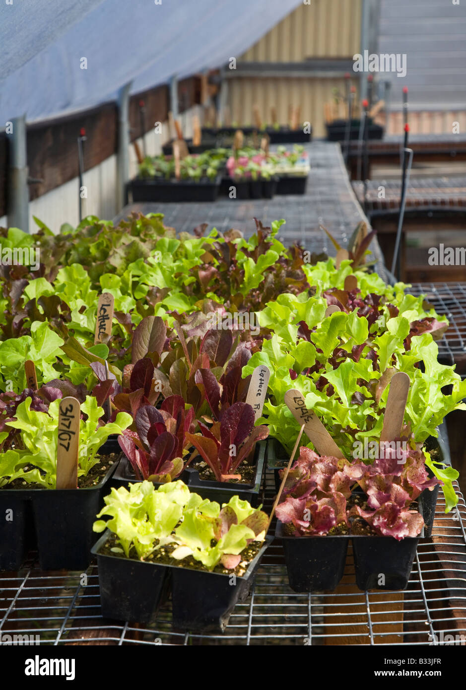 ORGANIC RED LEAF and GREEN LEAF lettuce starters in a GREENHOUSE at the