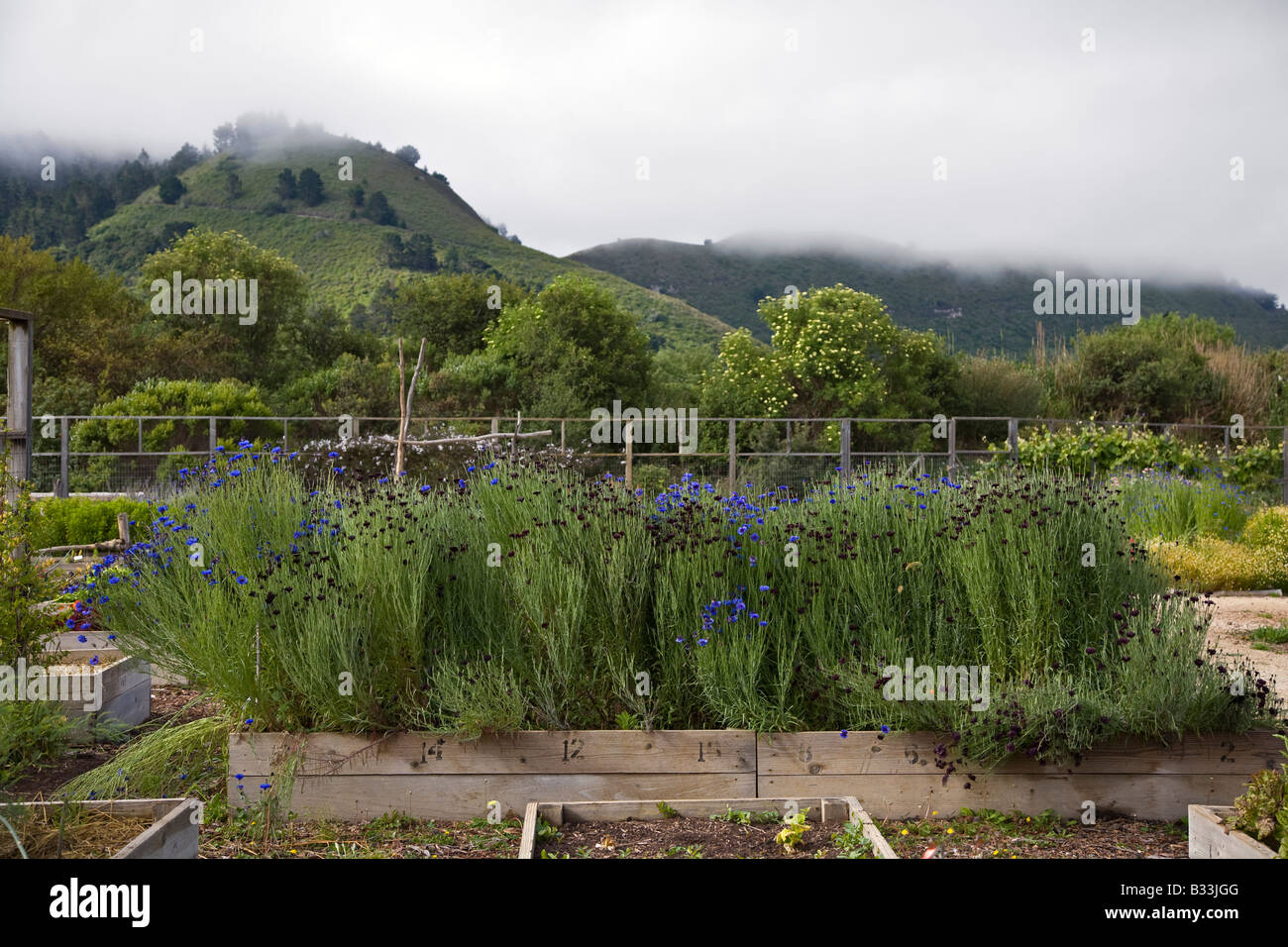 An ORGANIC GARDEN grows flowers such as BACHELOR BUTTONS and vegetables at the HILTON BIALEK HABITAT CARMEL VALLEY CALIFORNIA Stock Photo