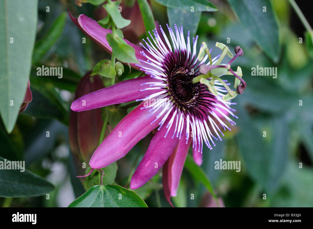 Passion Flower Passiflora x violacea Stock Photo