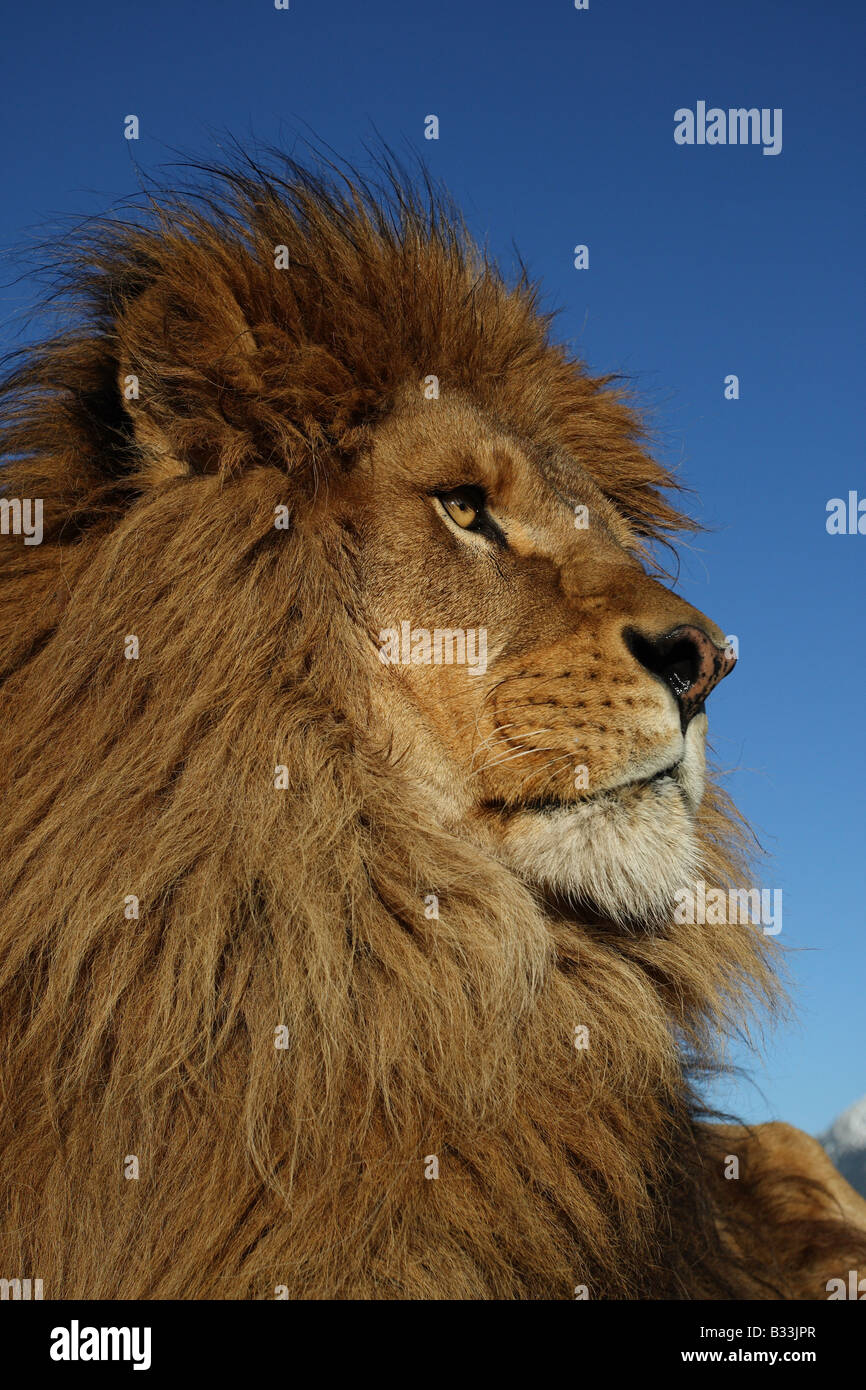 barbary lion Stock Photo