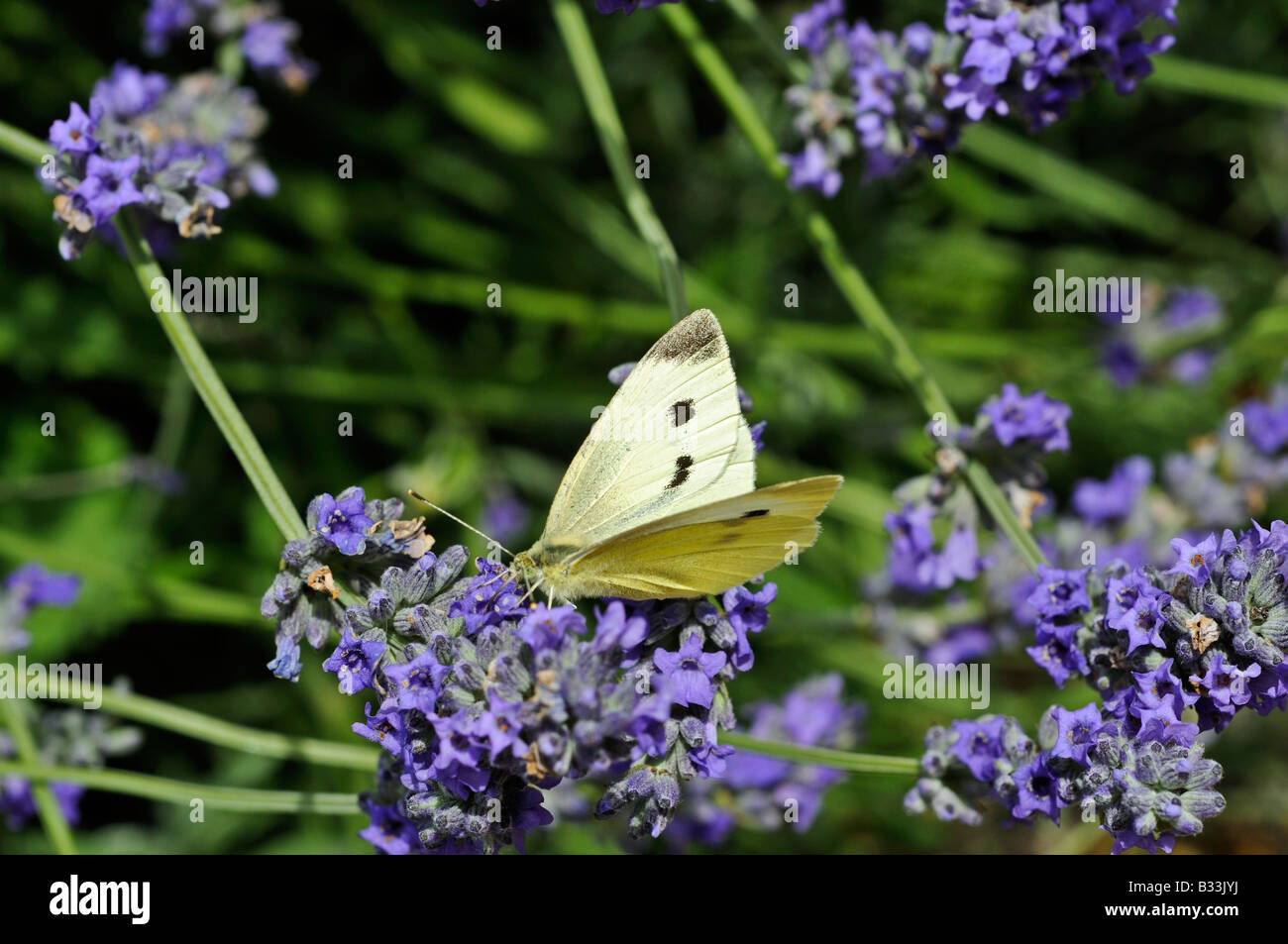Small cabbage white butterfly Pieris rapae feeding on lavender flower Stock Photo