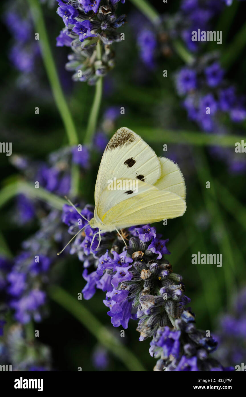 Species Of Uk Week 57 Small White Butterfly Pieris Rapae