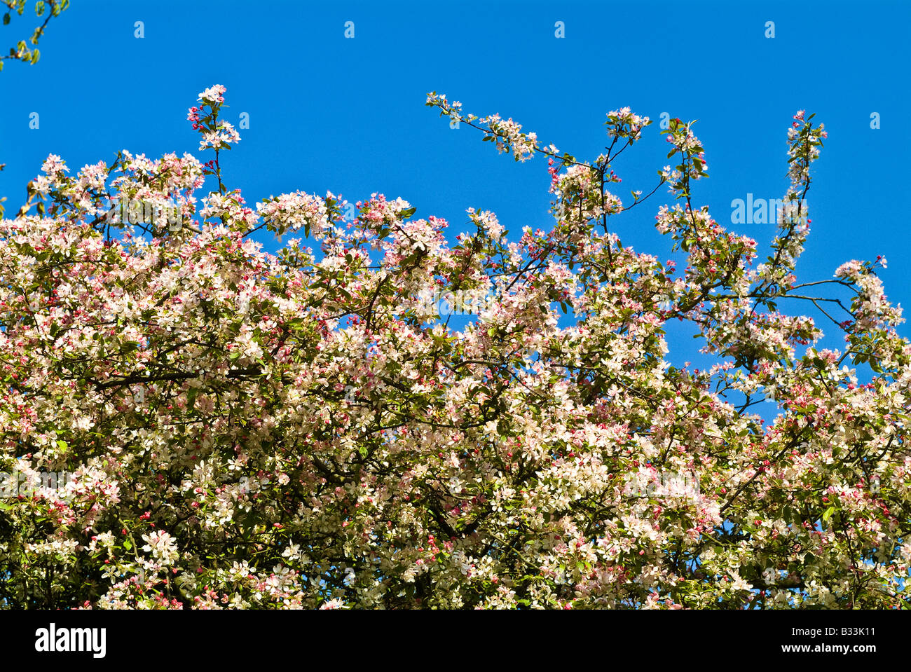 Spring blossom Stock Photo