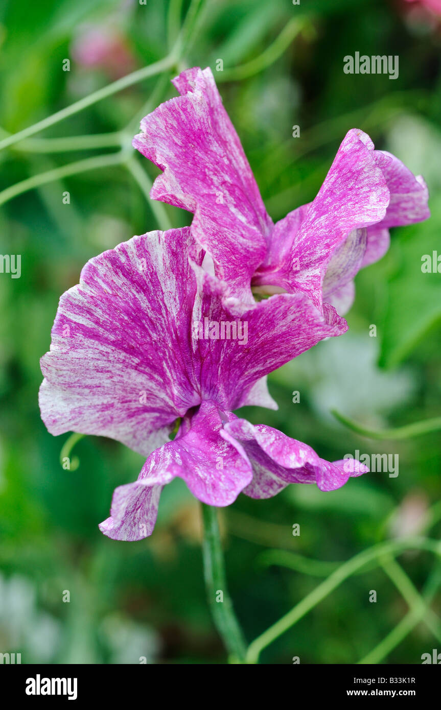 Sweet pea flower Lathyrus odoratus Stock Photo