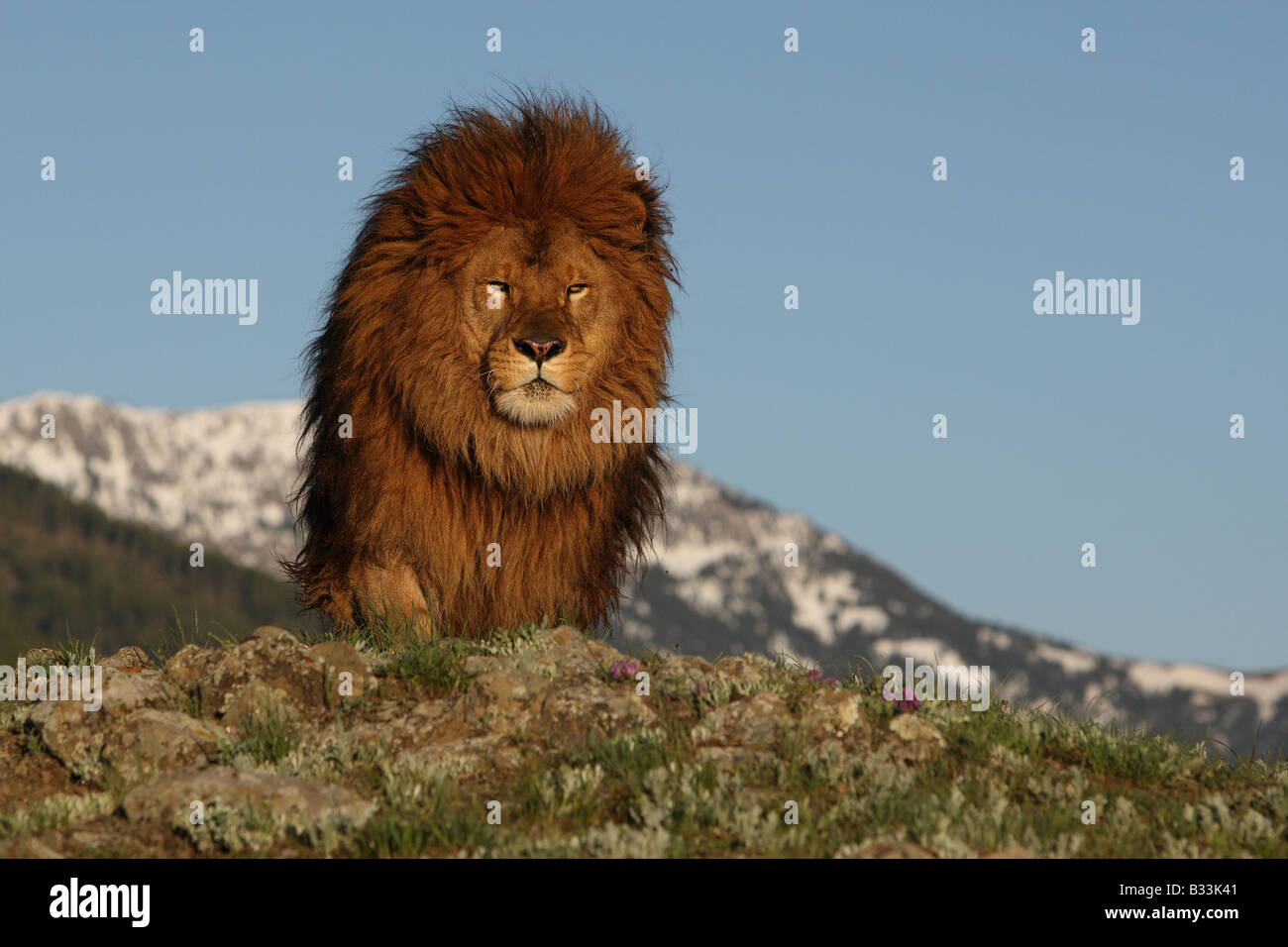 barbary lion Stock Photo