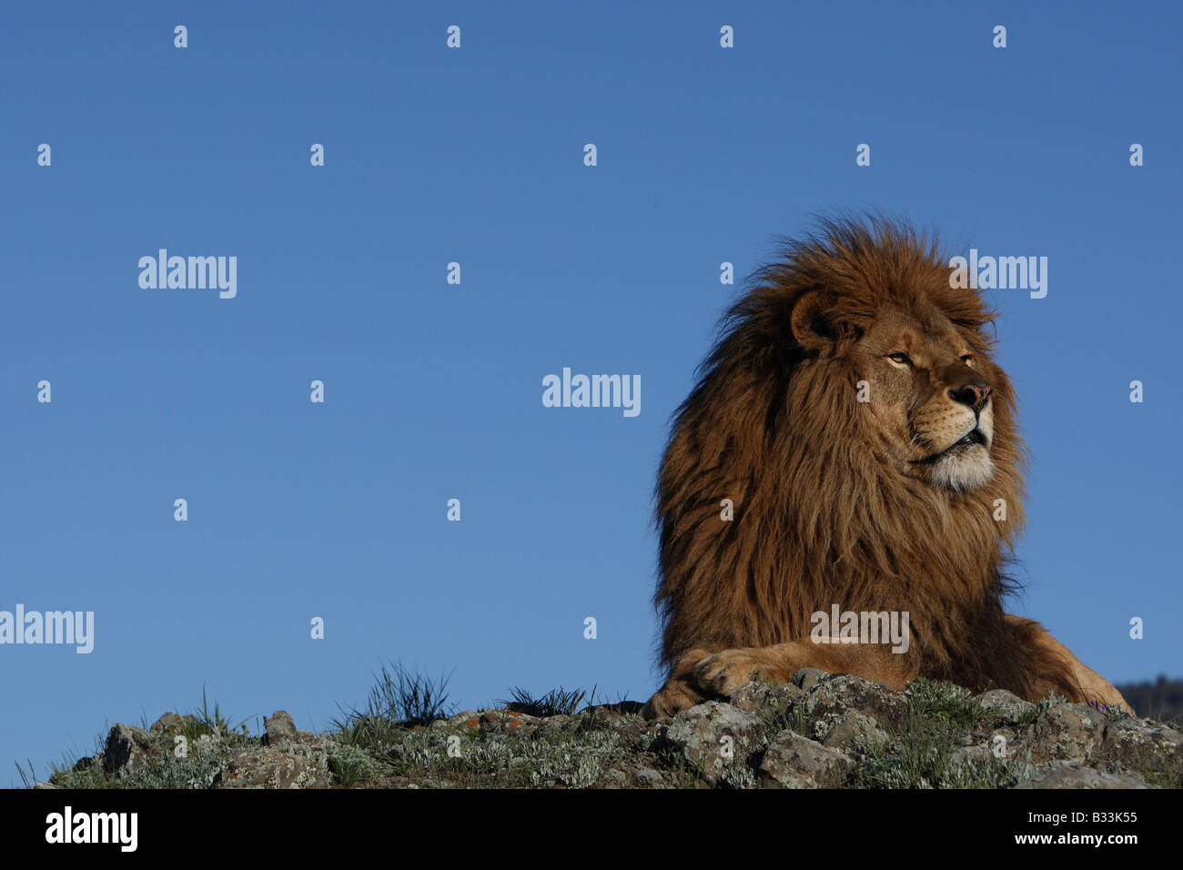 barbary lion Stock Photo