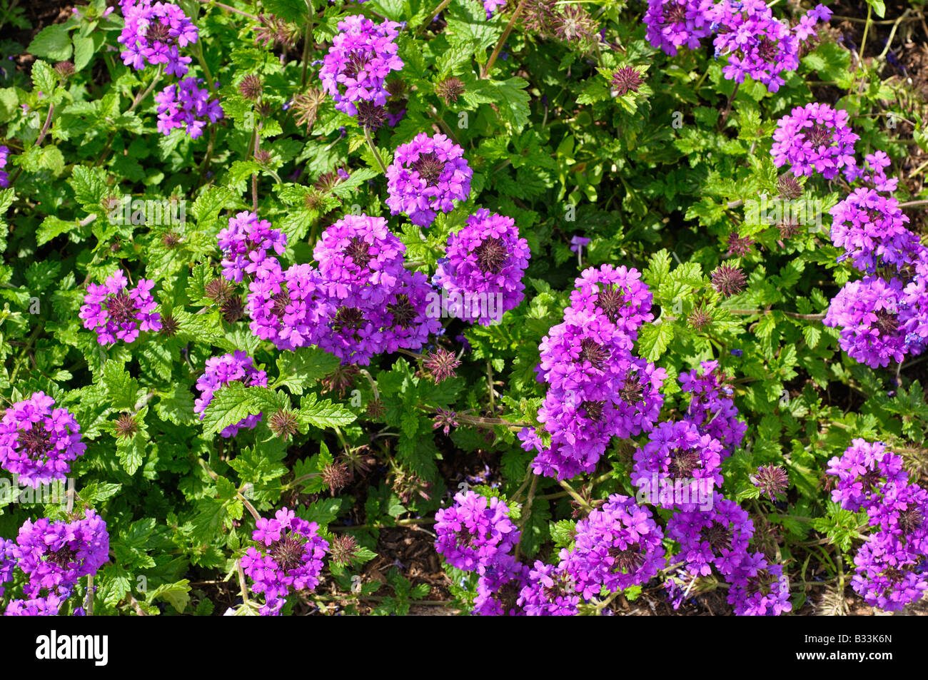 Verbena HOMESTEAD PURPLE Stock Photo Alamy