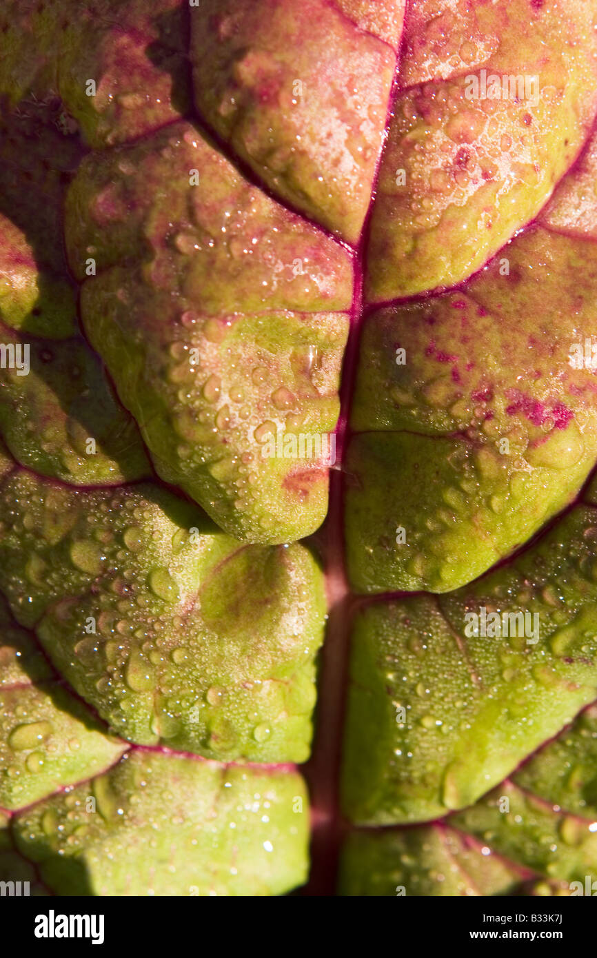 Swiss Chard Leaf (Beta vulgaris var. cicla) 'Rainbow or Bright Lights Chard' Variety Stock Photo