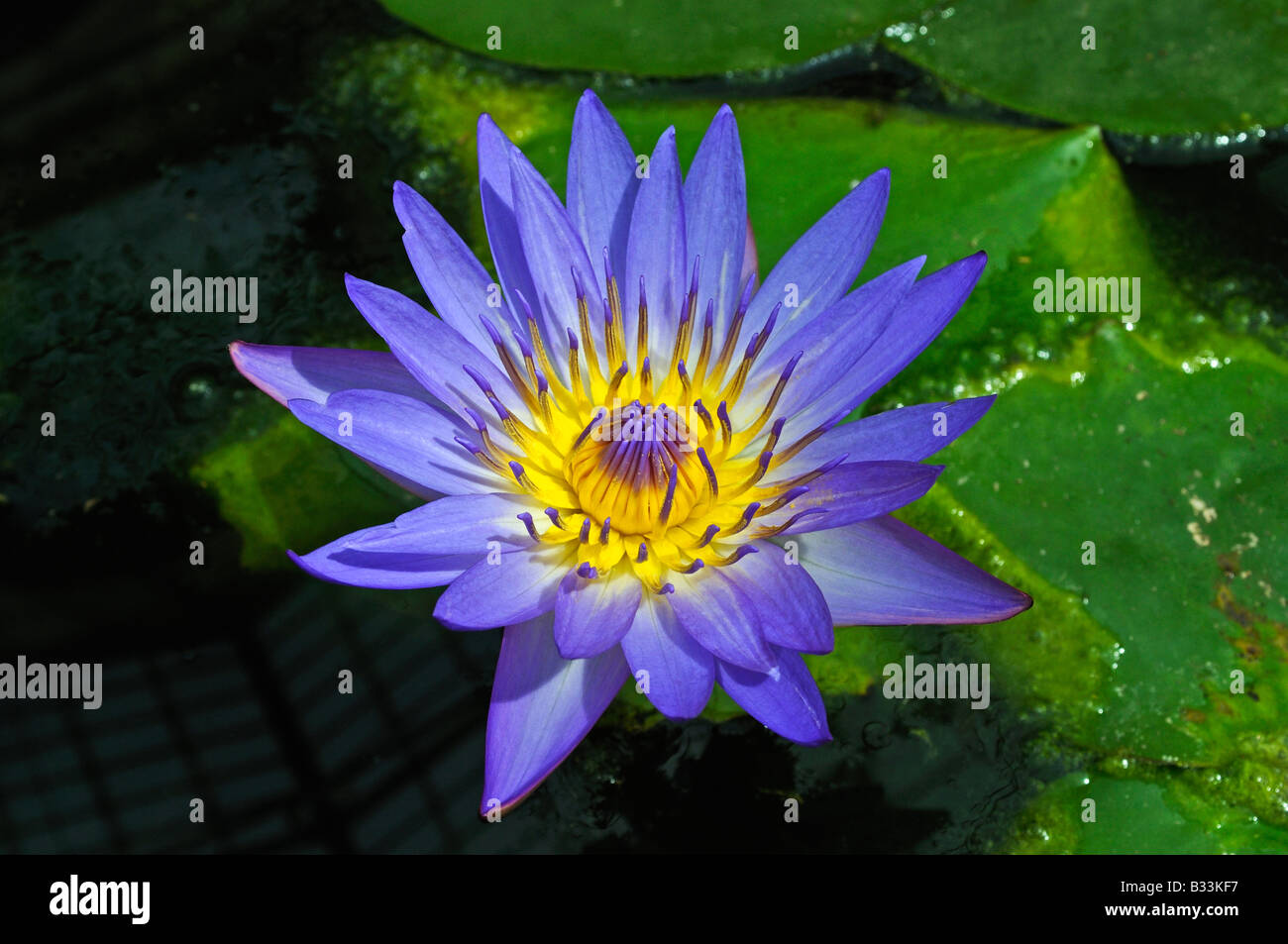 Waterlily hires stock photography and images Alamy