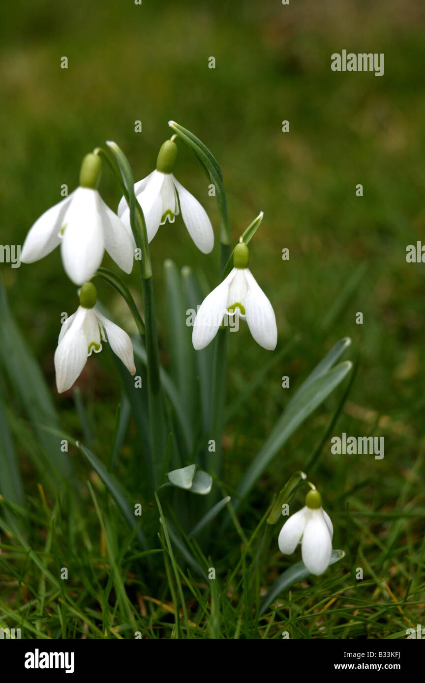 Snow drops growing in the english early spring surrounded by green grass offering large areas for copy in a portrait upright for Stock Photo