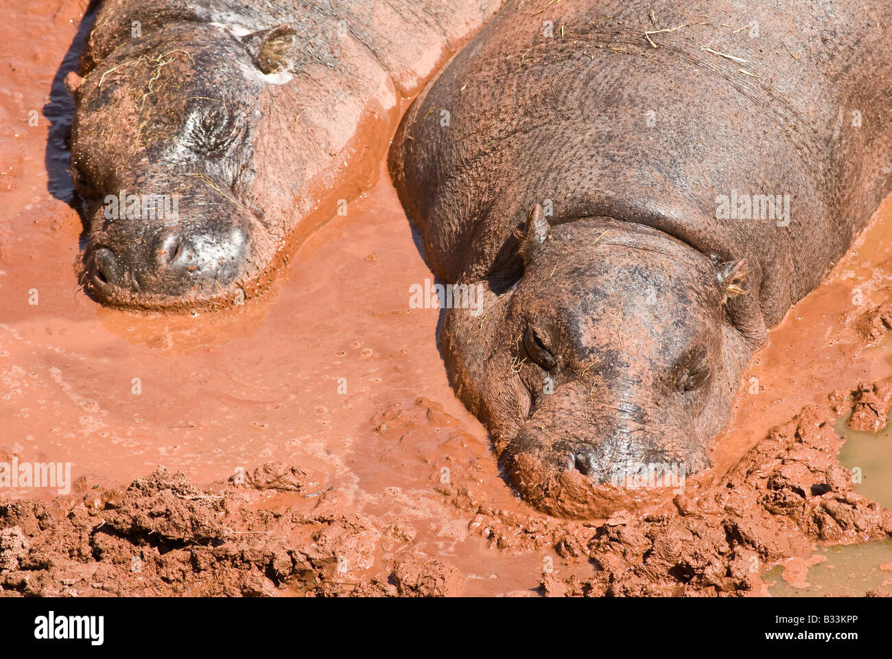 Pygmy Hippos in mud Stock Photo - Alamy