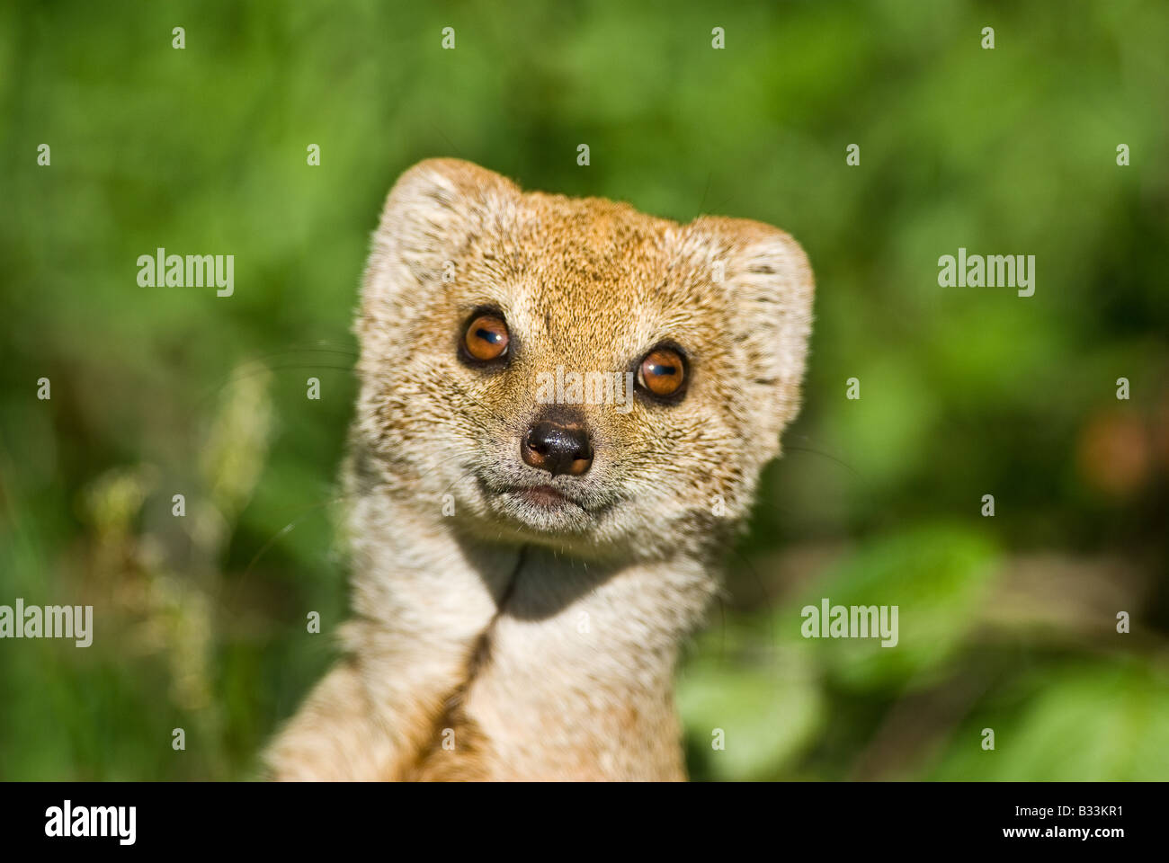Yellow Mongoose (Red Meerkat) portrait Stock Photo