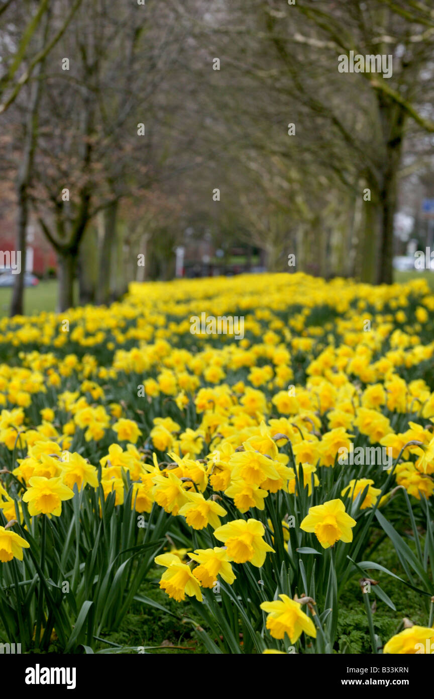 An avenue of daffodils in Saffron Walden essex town park Stock Photo