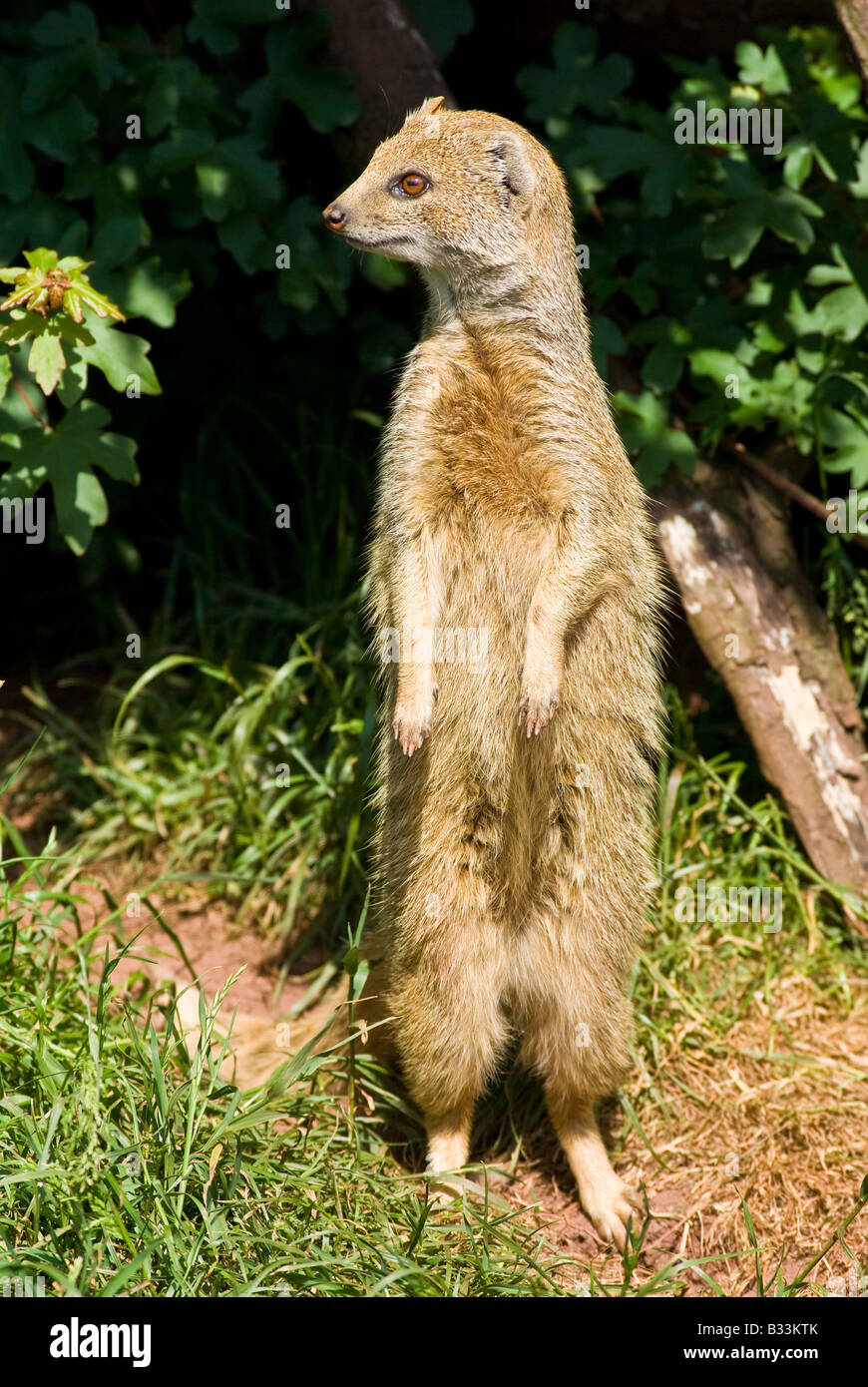 Yellow Mongoose (Red Meerkat) on the look-out Stock Photo