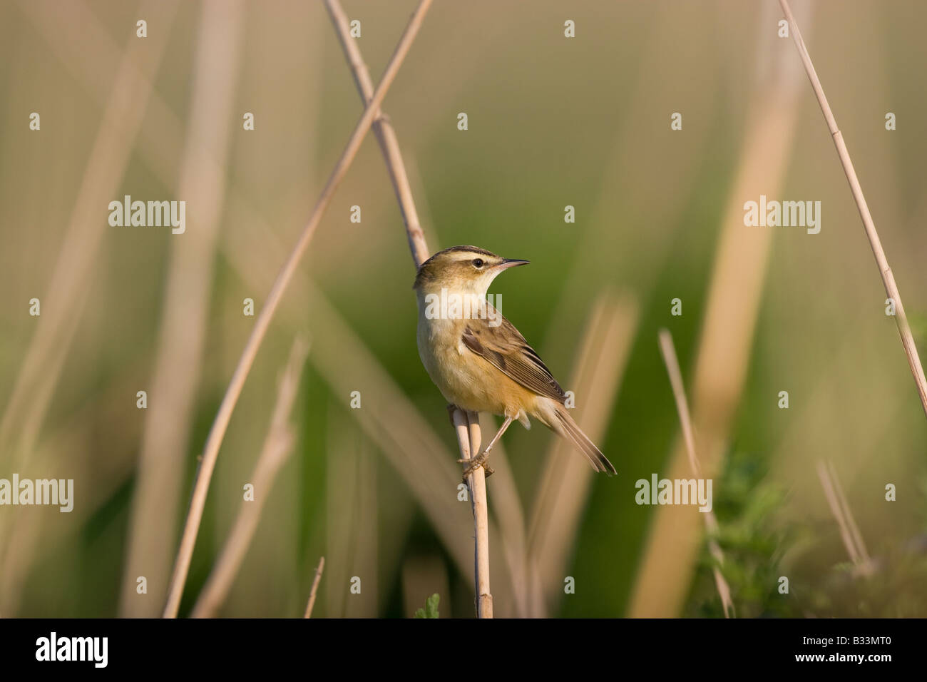 reed-warbler-uk-hi-res-stock-photography-and-images-alamy
