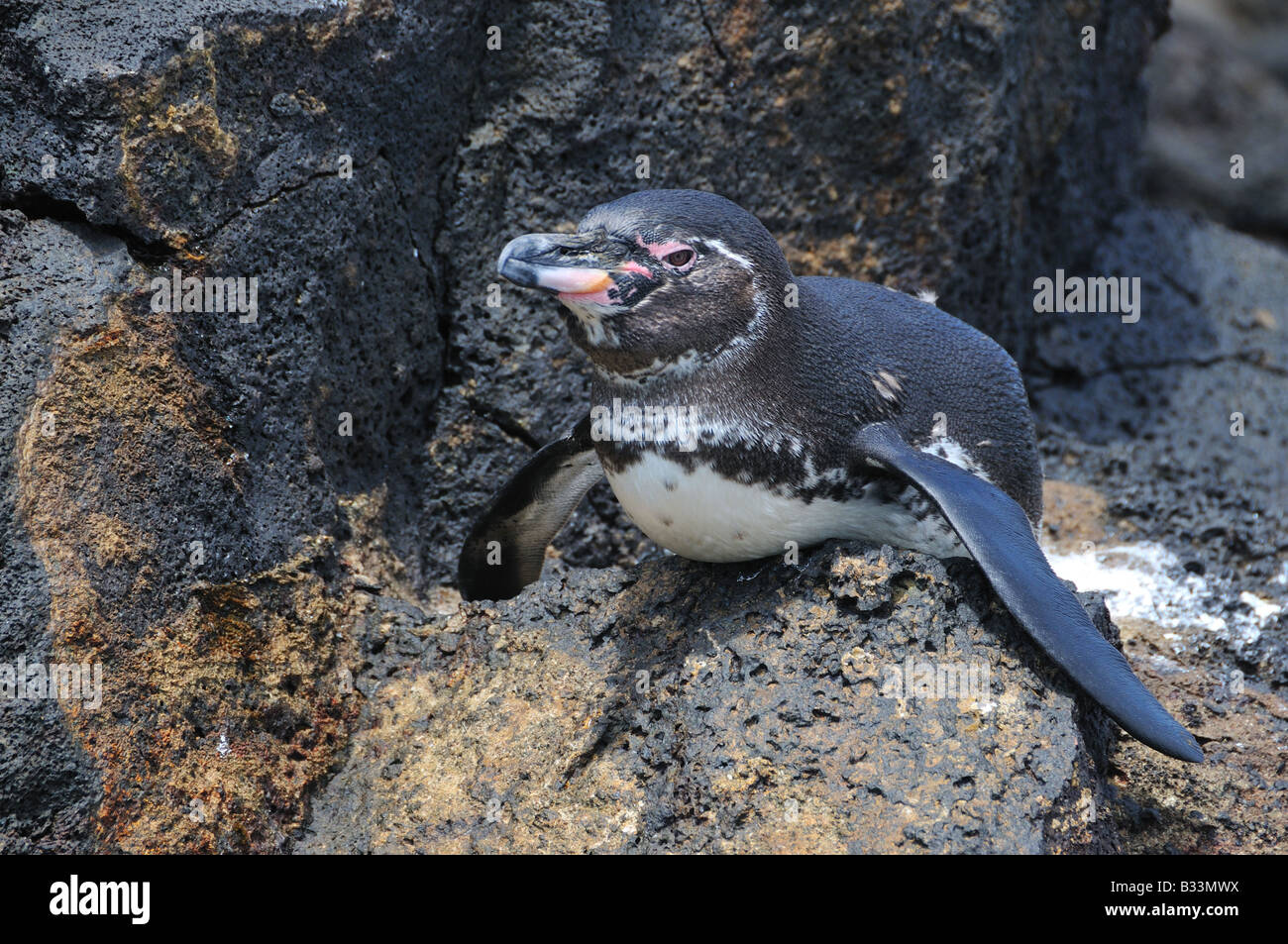 A tiny Galapagos Penguin, the worlds smallest species of penguin