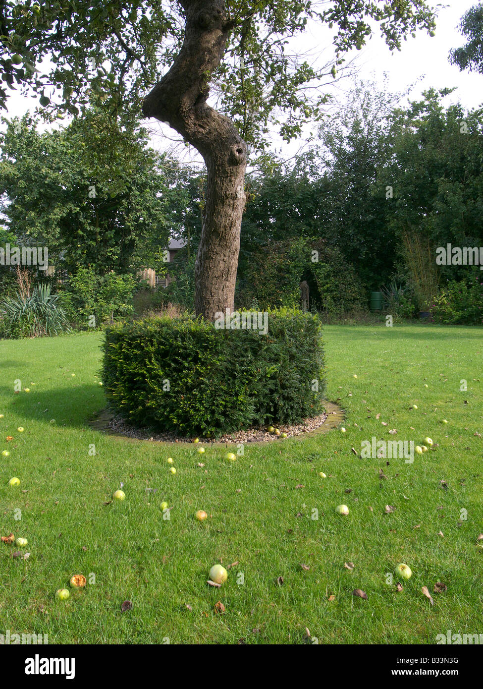 The apple does not fall far from the tree Stock Photo Alamy