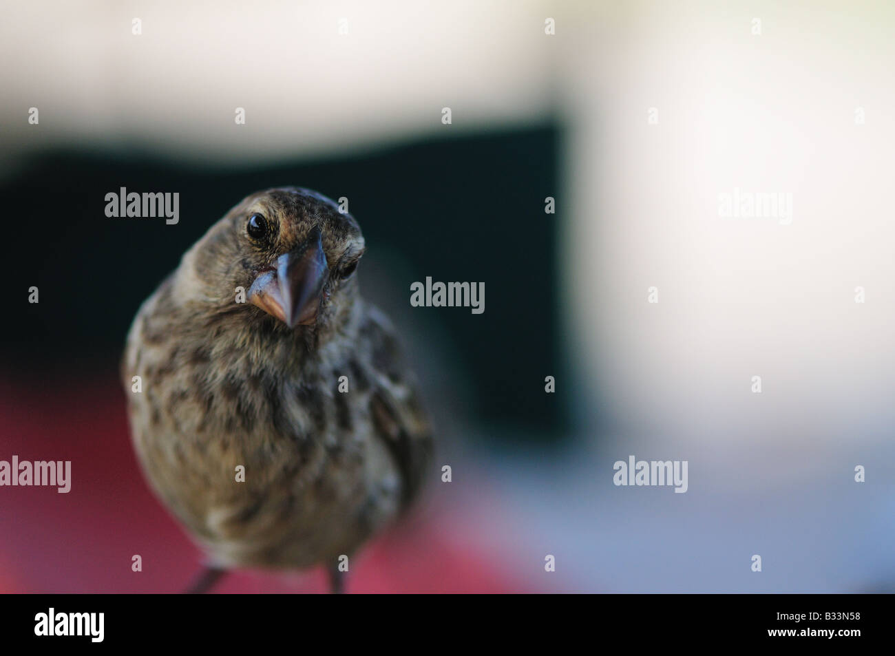 A small Finch gazes inquisitively at the viewer, sitting on a lunch table. The finch is a common symbol of evolution. Stock Photo