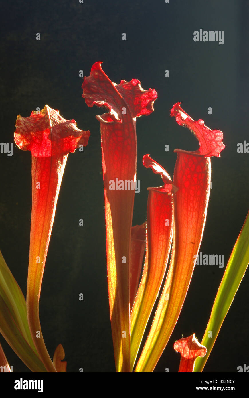 Sarracenia,  (CV Juthatip Soper) a carnivorous plant Stock Photo