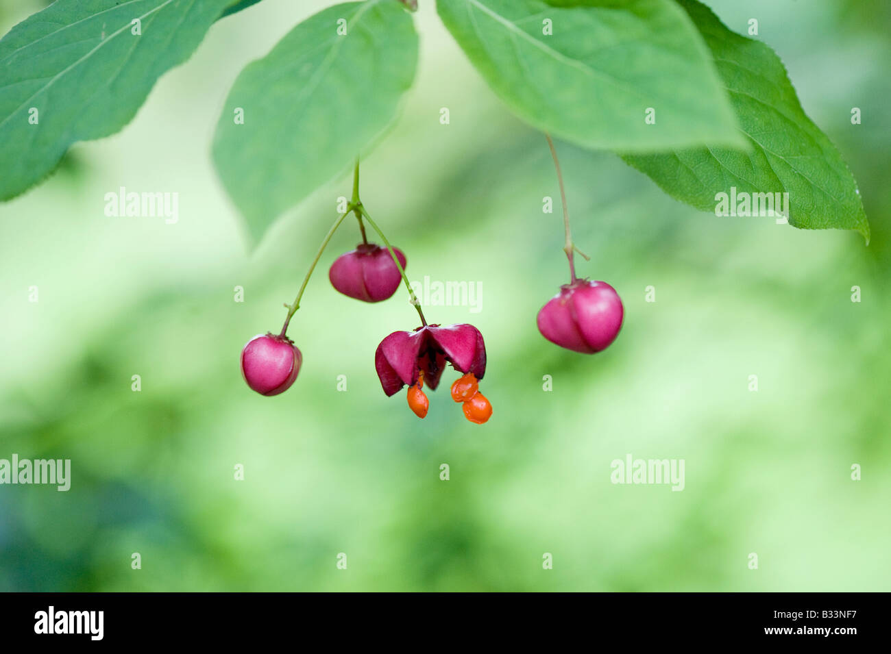 Euonymus sachalinensis. Scarlet Euonymus tree seed pods and seeds. Stock Photo