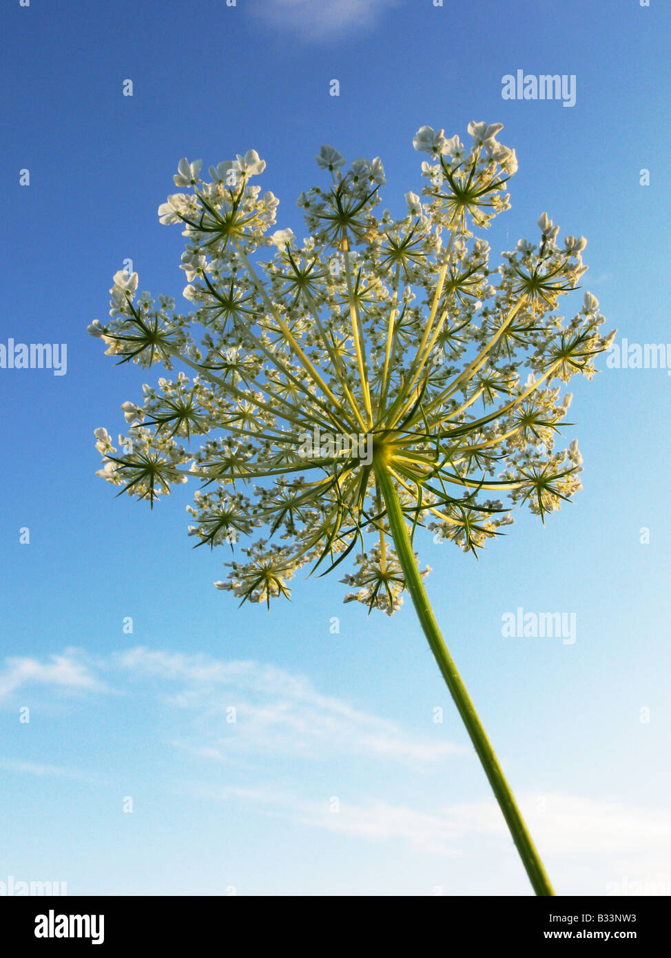 Queen Anne's lace flower photographed from a low angle. Stock Photo