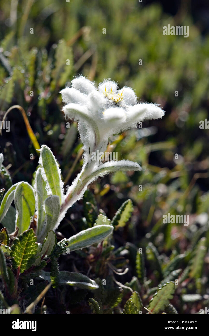Close up of Edelweiss Leontopodium Stock Photo