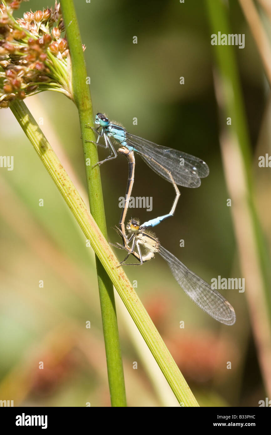 Blue-tailed Damselfly Ischnura elegans adult pair mating in the 'wheel ...