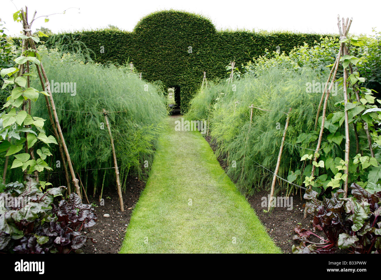 Asparagus growing in the vegetable garden at Levens Hall, Cumbria, The Lake District, UK. Stock Photo