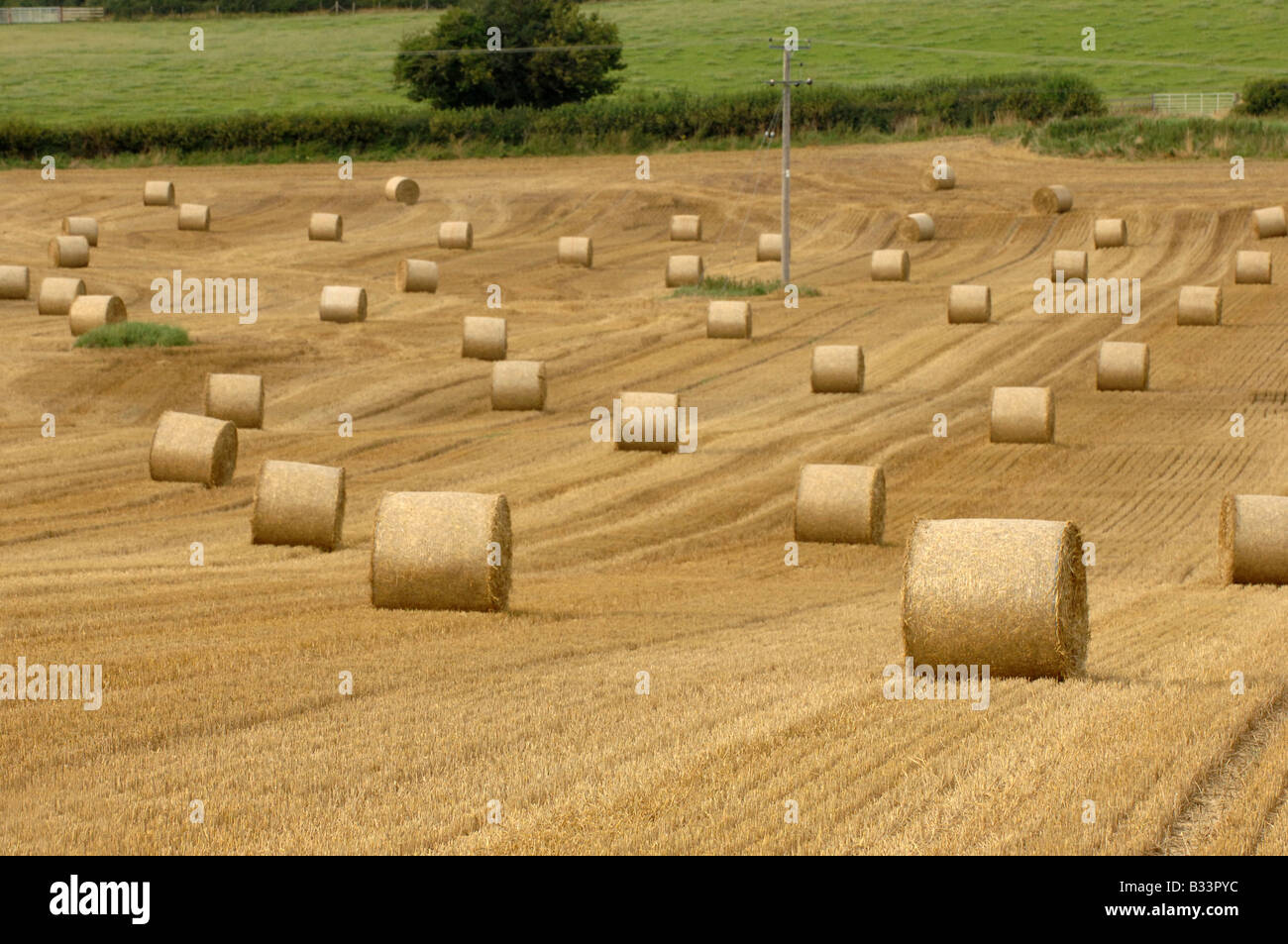 Freshley baled hay on farmland in Shropshire England Stock Photo