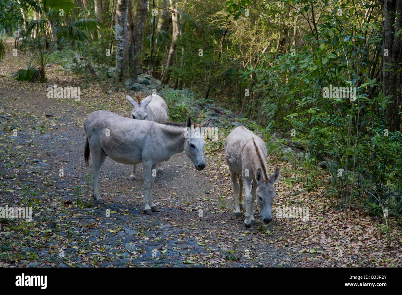 Wild donkeys on the caribbean island of St John in the US Virgin