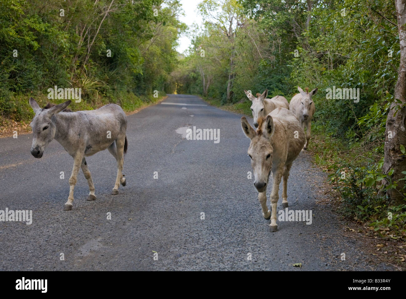 Wild donkeys on the caribbean island of St John in the US Virgin