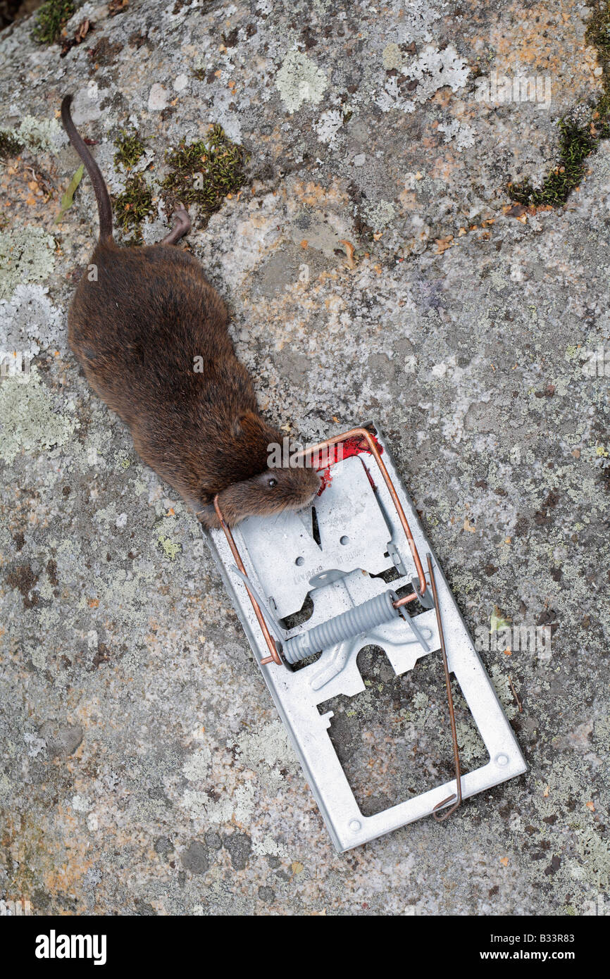 Vole trap hi-res stock photography and images - Alamy