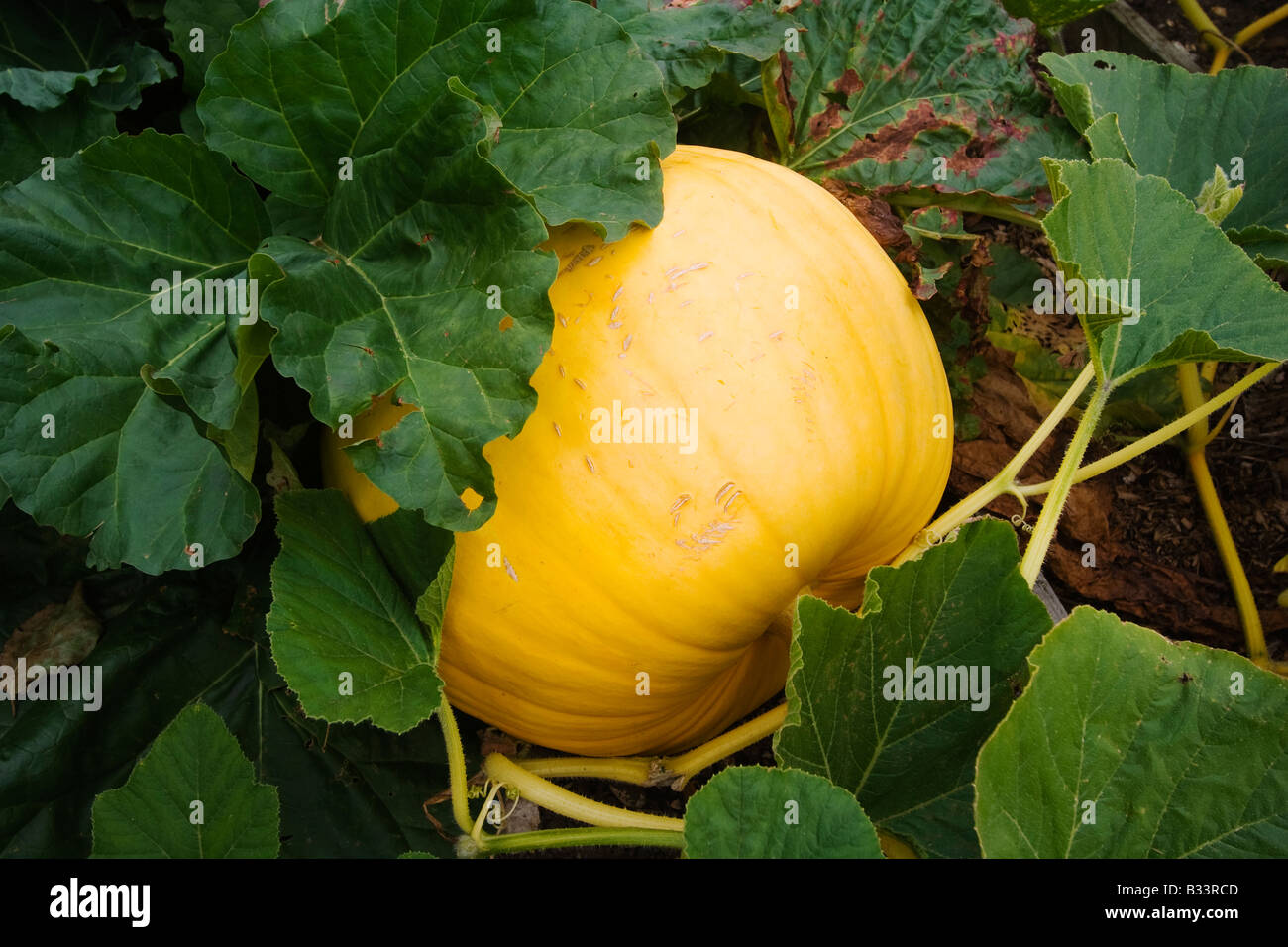 Large yellow pumpkin with green leaves growing in vegetable garden ...
