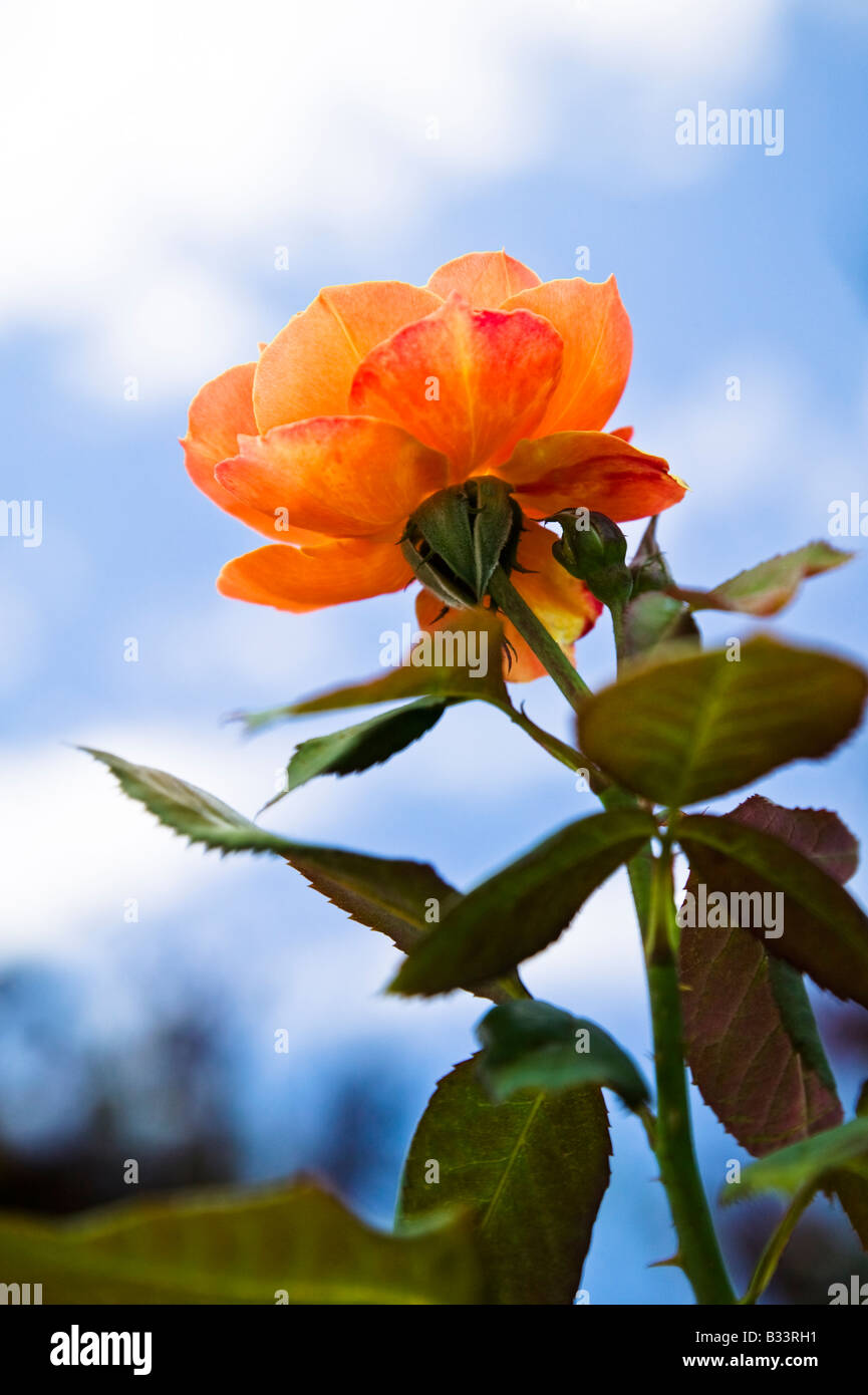 Rose against a blue sky with clouds Stock Photo - Alamy