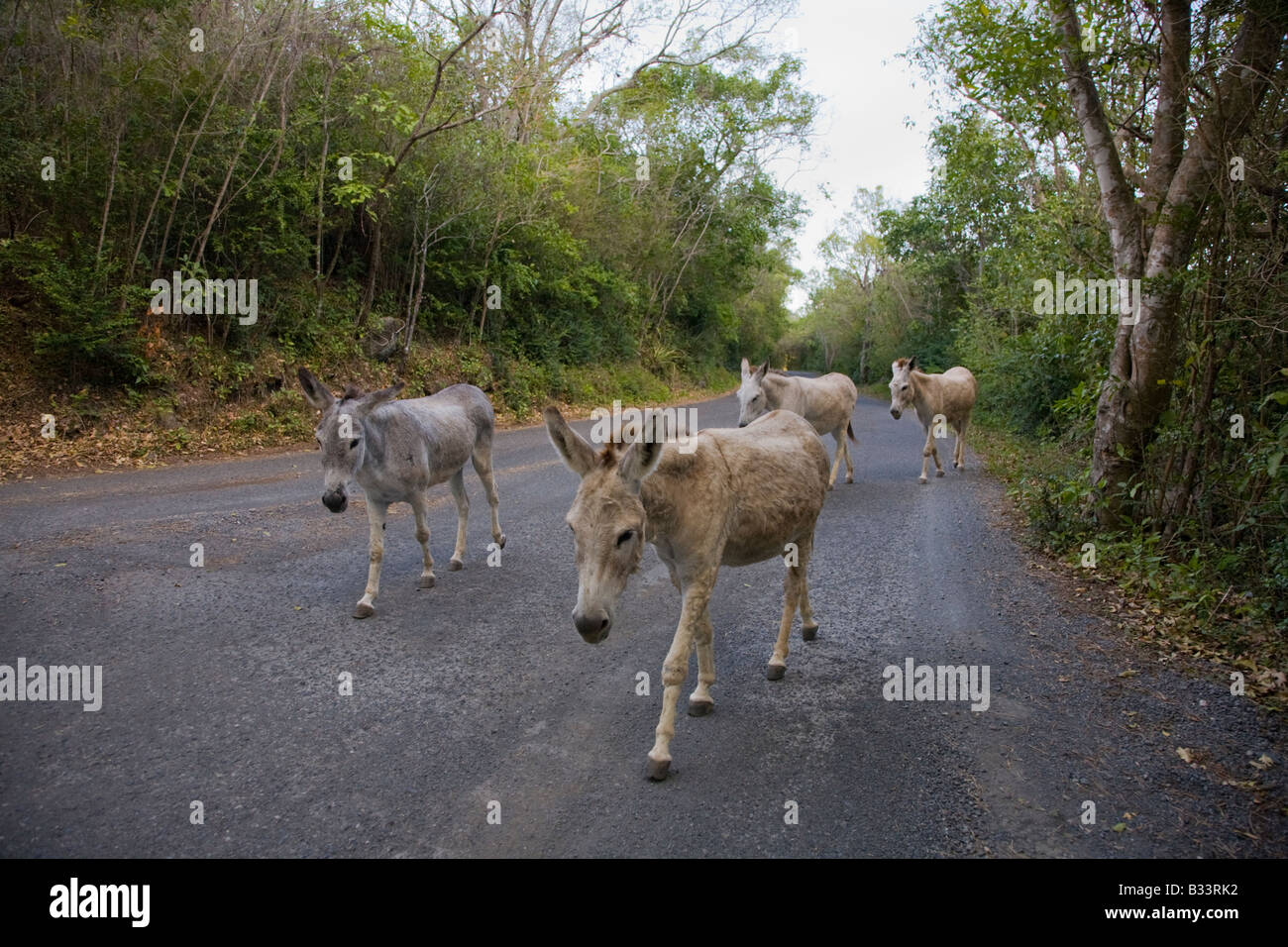 Wild donkeys on the caribbean island of St John in the US Virgin