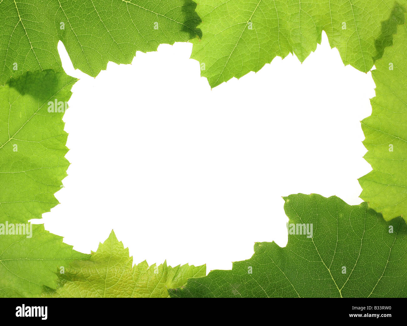 Grape green leaf isolated on white background Stock Photo - Alamy