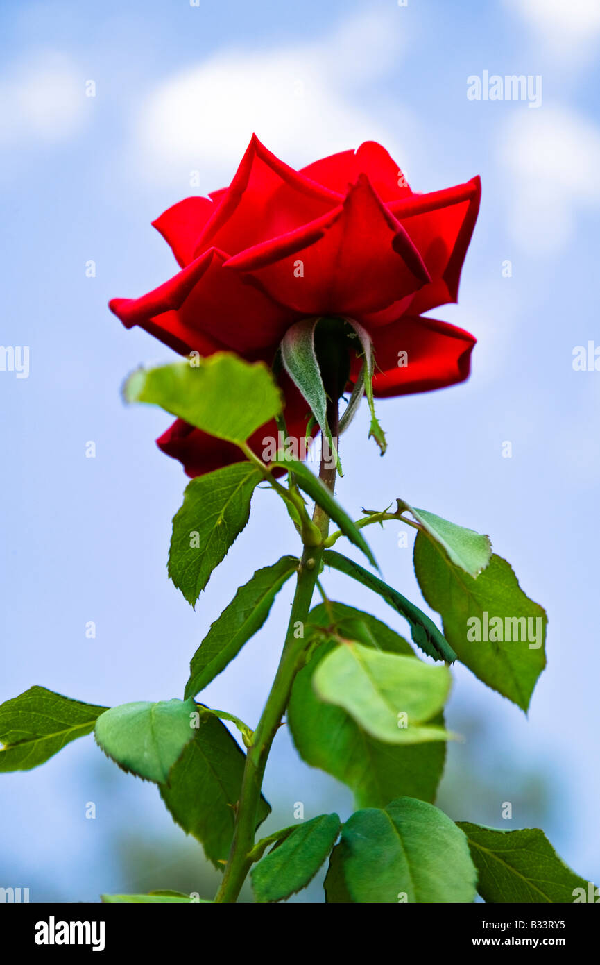 Rose against a blue sky with clouds Stock Photo - Alamy