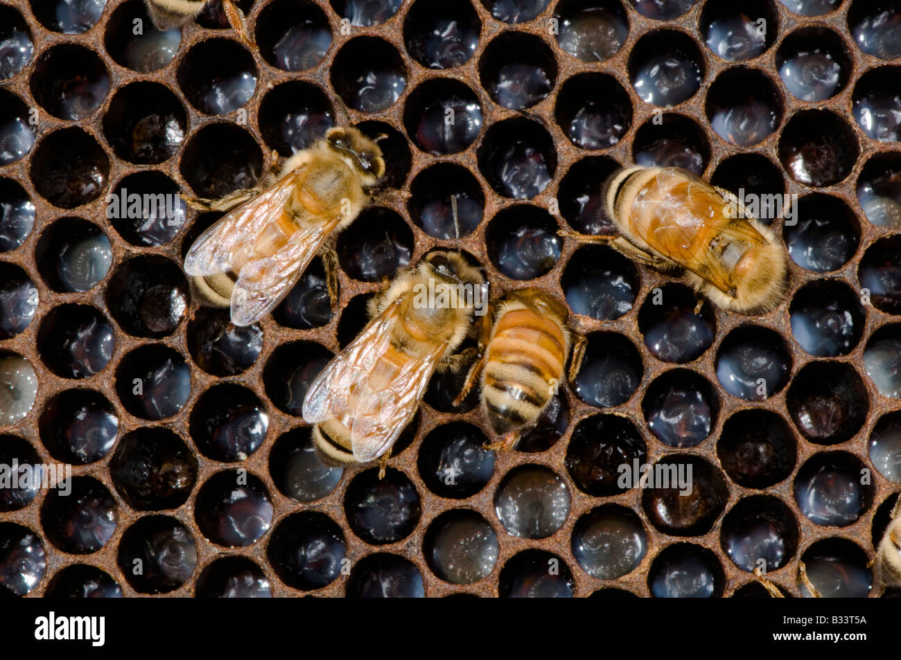 honey bee tending developing larvae in their cells Stock Photo