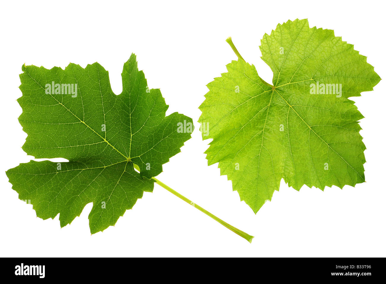 Grape green leaf isolated on white background Stock Photo - Alamy