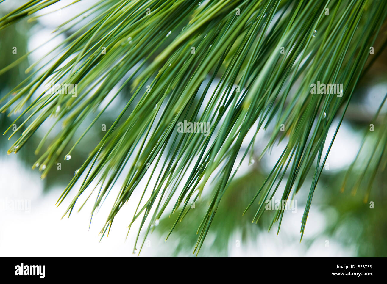 Detail of pine tree needles with rain droplets Stock Photo - Alamy