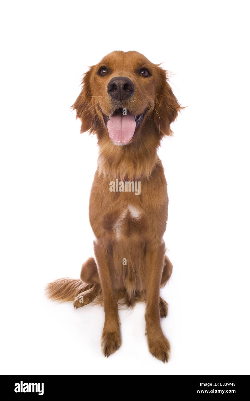 Beautiful Golden Retriever dog sitting isolated on white background ...