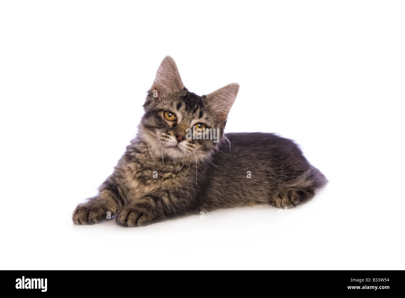 Munchkin Cat Stock Photos Munchkin Cat Stock Images Page 2 Alamy