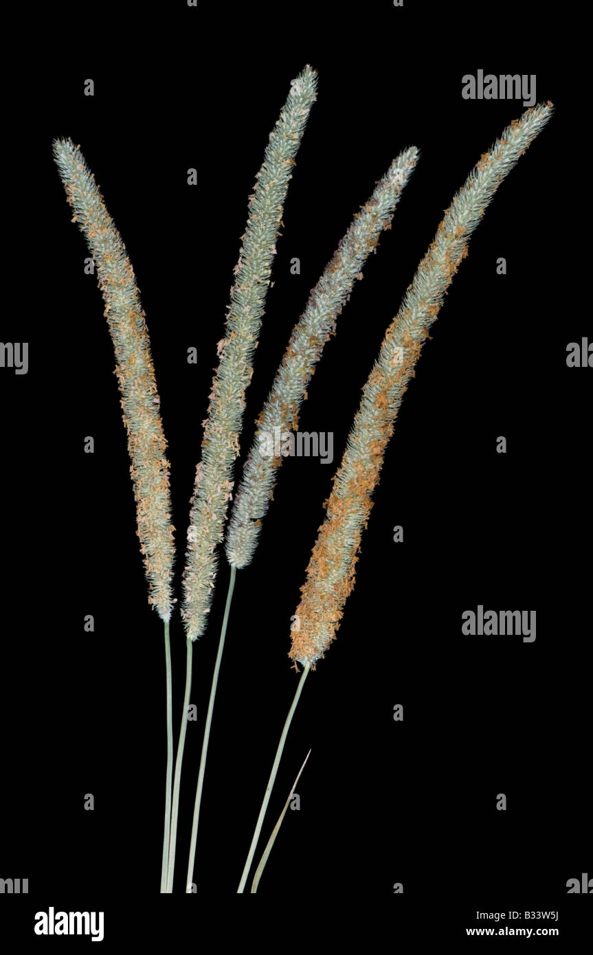 timothy grass Stock Photo