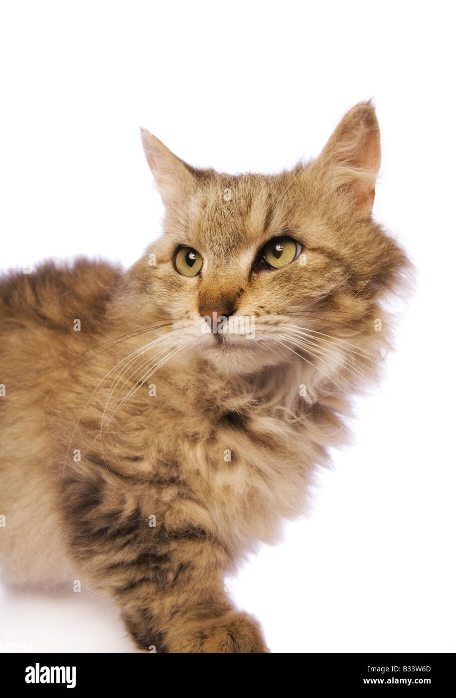 Skookum Cat High Resolution Stock Photography And Images Alamy Skookum Cat High Resolution Stock Photography And Images Alamy