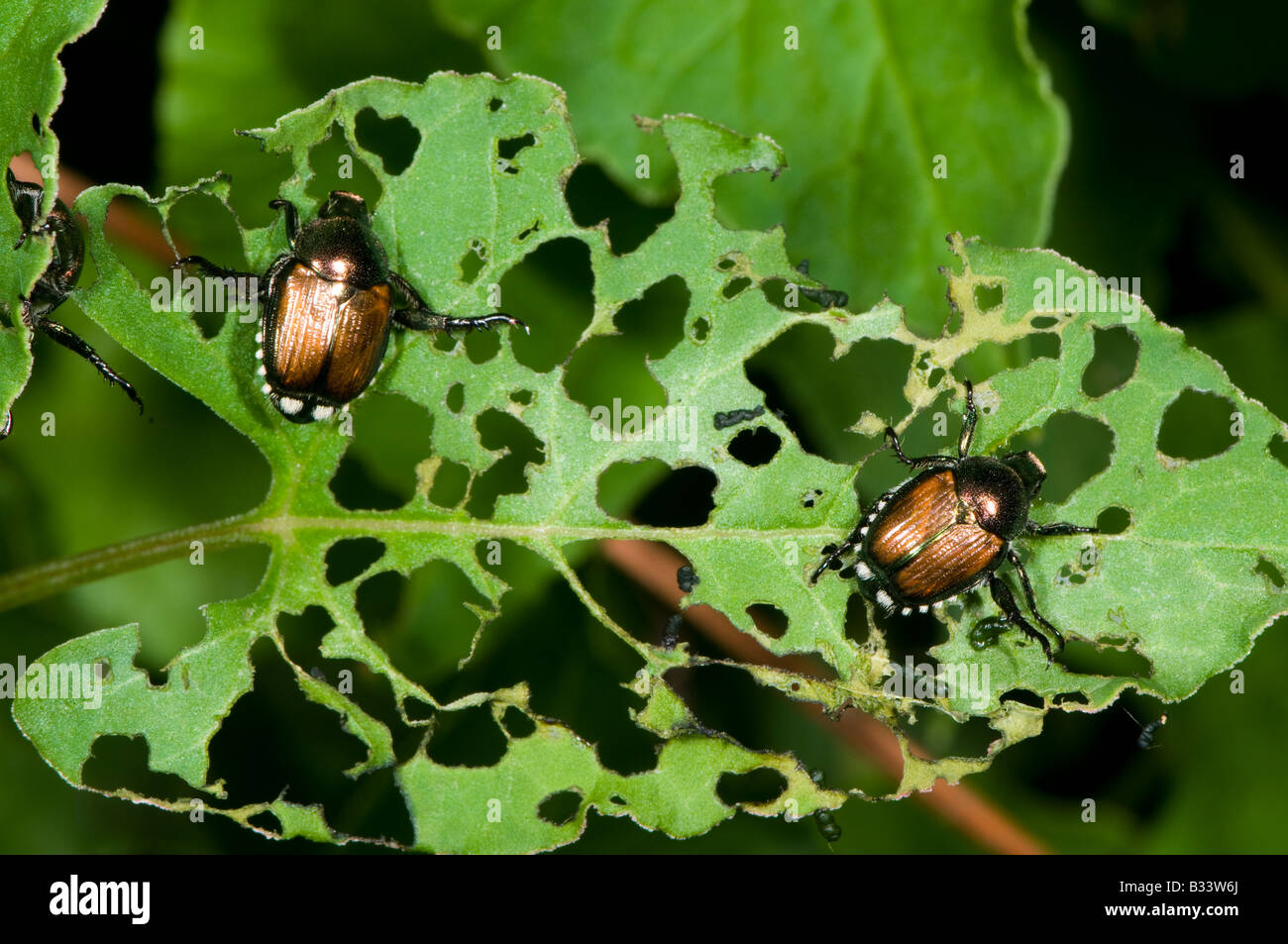 Do Tree Frogs Eat Japanese Beetles